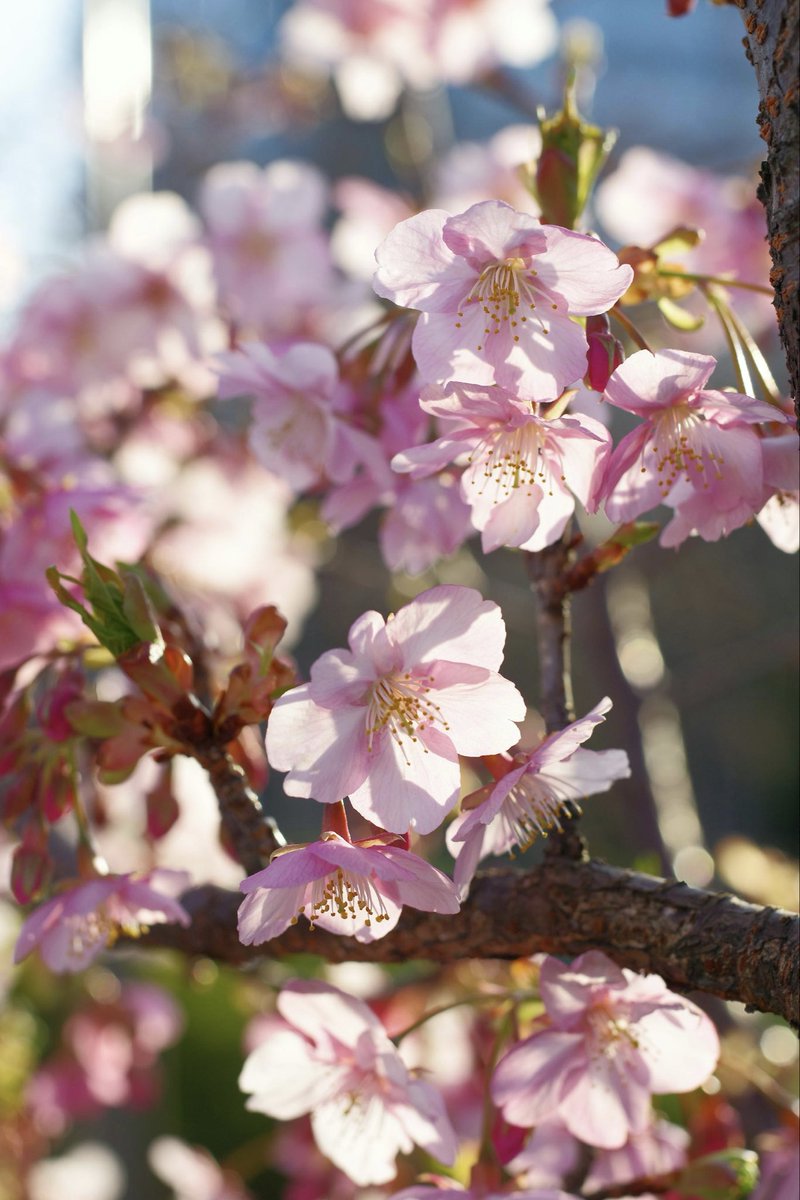 m780335's tweet photo. 投稿お久しぶりです！

2月22日
少し早いかわづ桜の撮影会でした🌸

やっぱりポートレートは楽しい！
スタジオとはまた違う雰囲気��、公園を回りながらいろいろなお話しできてすごく楽しかったです☺️

モデルさんとも、カメラマンさんとも
少し早い春を堪能できました🌷

最後のお写真は私が撮ったよ💓 https://t.co/gz5XMbaLZe