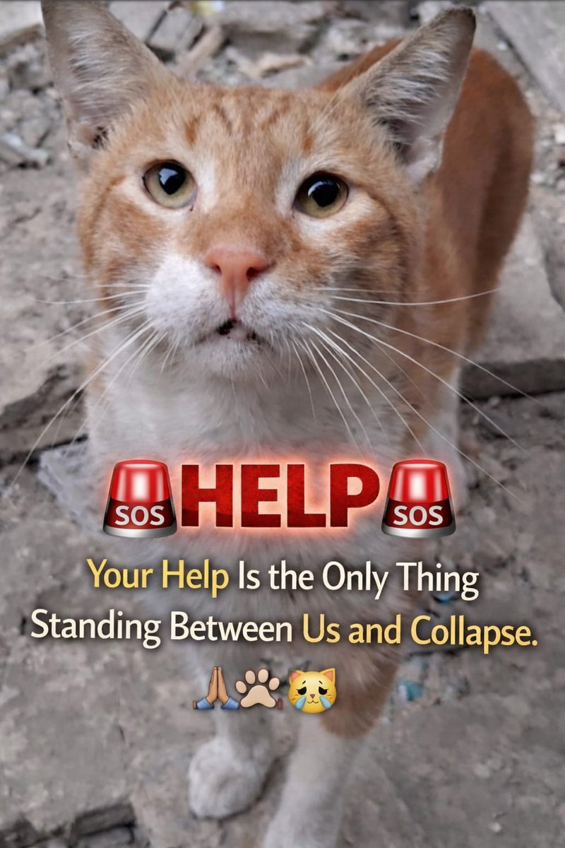 🚨Urgent Appeal 🚨
We write to you with hearts weighed down by exhaustion and pain we can no longer hide. Each day brings hardships we never imagined facing. The cold seeps into our shelters, food grows scarcer, and our children and the rescued cats in our care look to us for