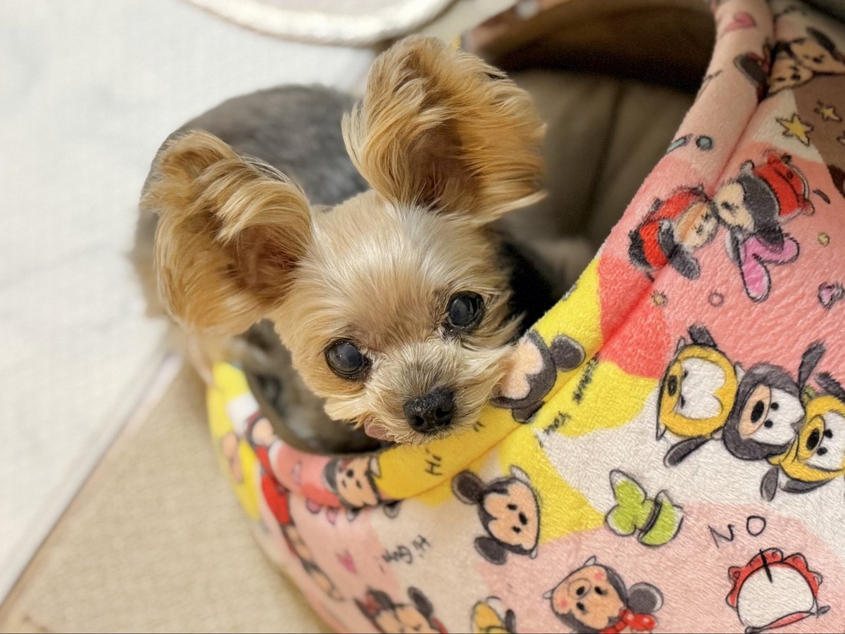 キキ🐶 tweet media