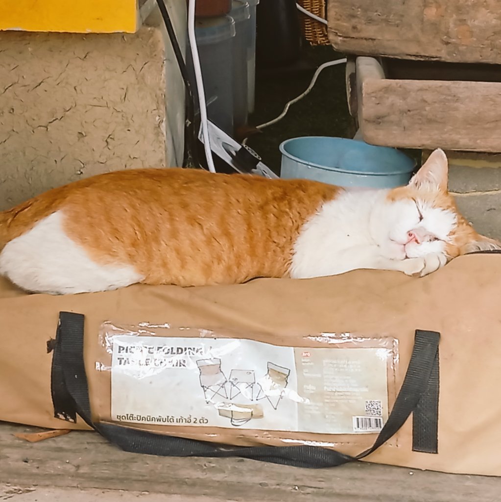 ❤️ リリィさま❤️ 火花・リリィ@CQ Sun08-03-2026 P49-50 (@ArtisansG_Lily) on X