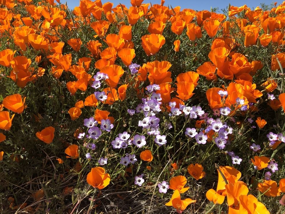 Plant Of The Week
Learn more about Bird's Eye Gilia, an annual wildflower 
bit.ly/2cwXb4v