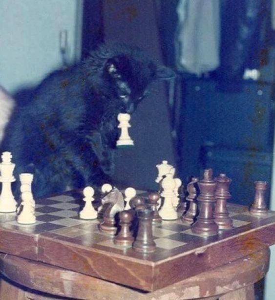 Black cats are not bad luck tweet media