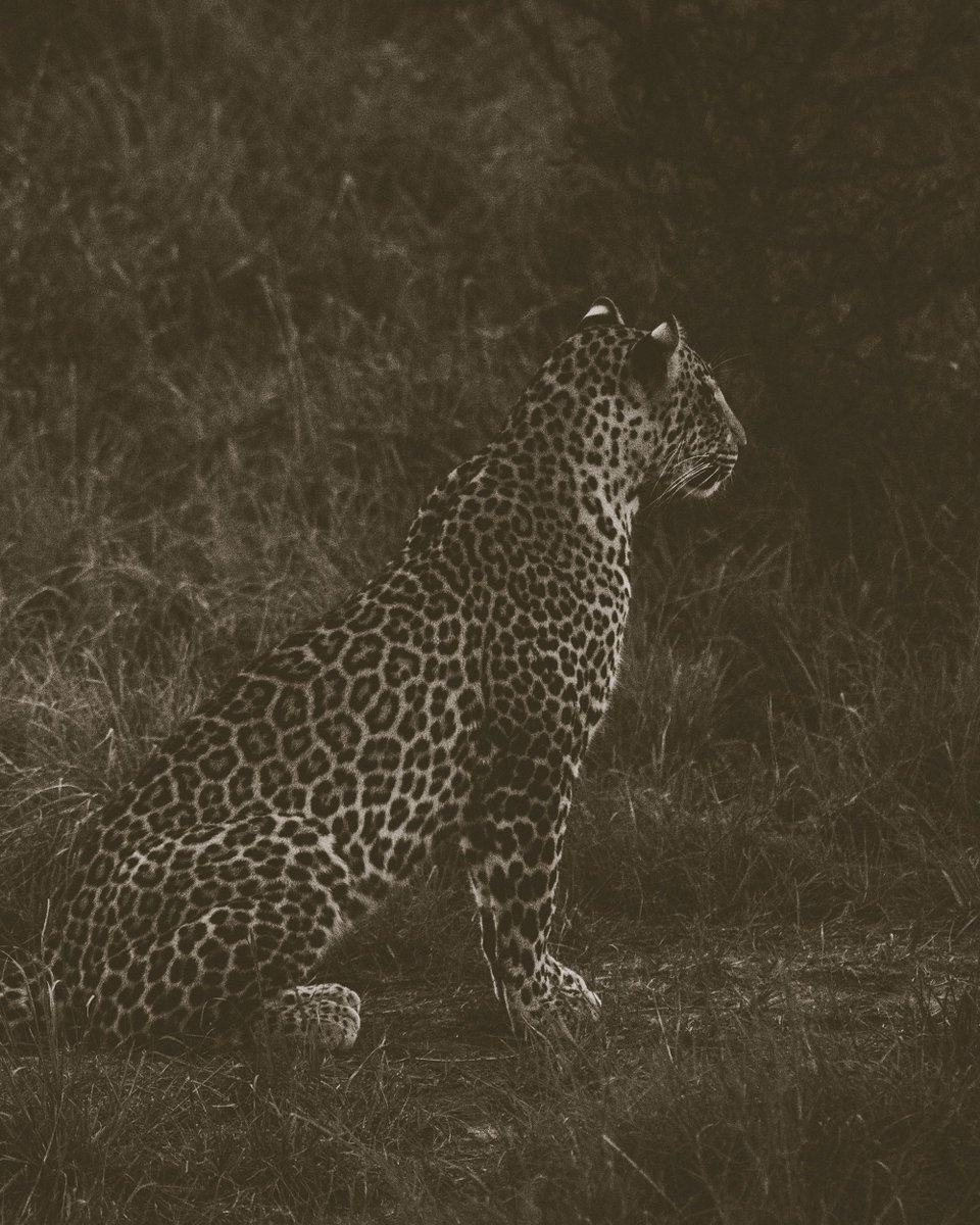 Mist Rwanda Safaris tweet media