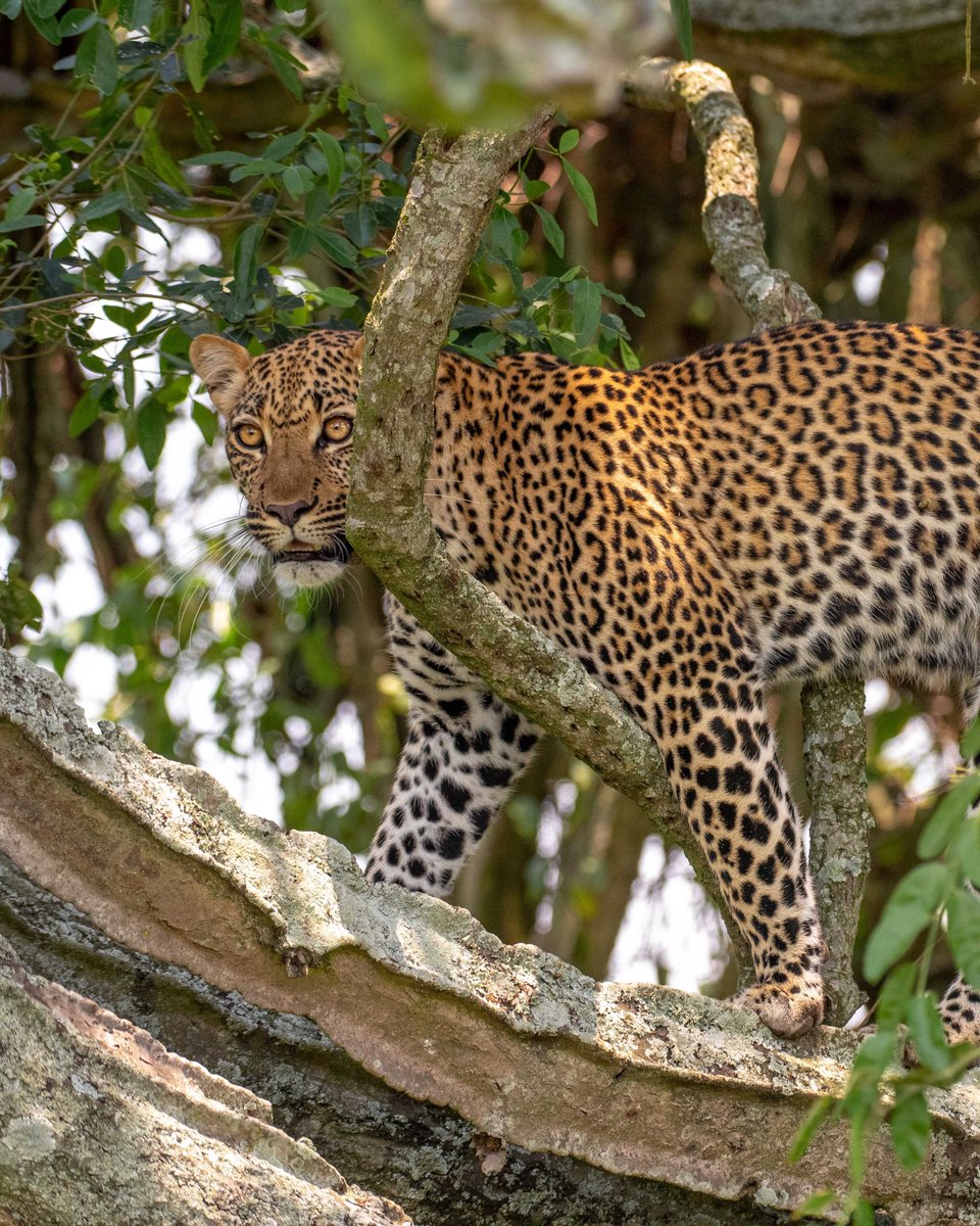 Mist Rwanda Safaris tweet media