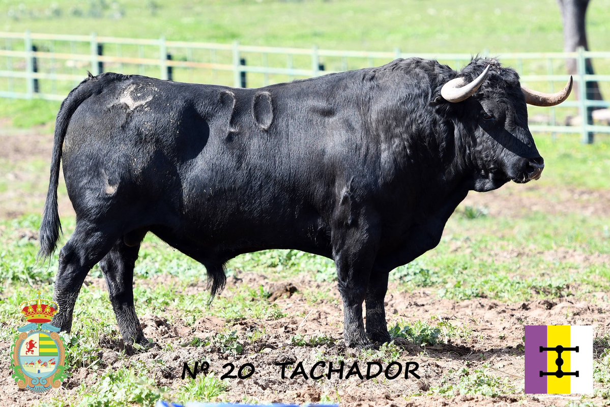 Os presentamos el primero de los toros de Hros. de Celestino Cuadri para la IV Corrida Benéfica - N° 20 “TACHADOR” - NEGRO 
Seriedad, cuajo y ese sello inconfundible del encaste,  Un toro que impone respeto desde el primer vistazo 
#VillasecaDeLaSagra #Cuadri #CorridaBenéfica