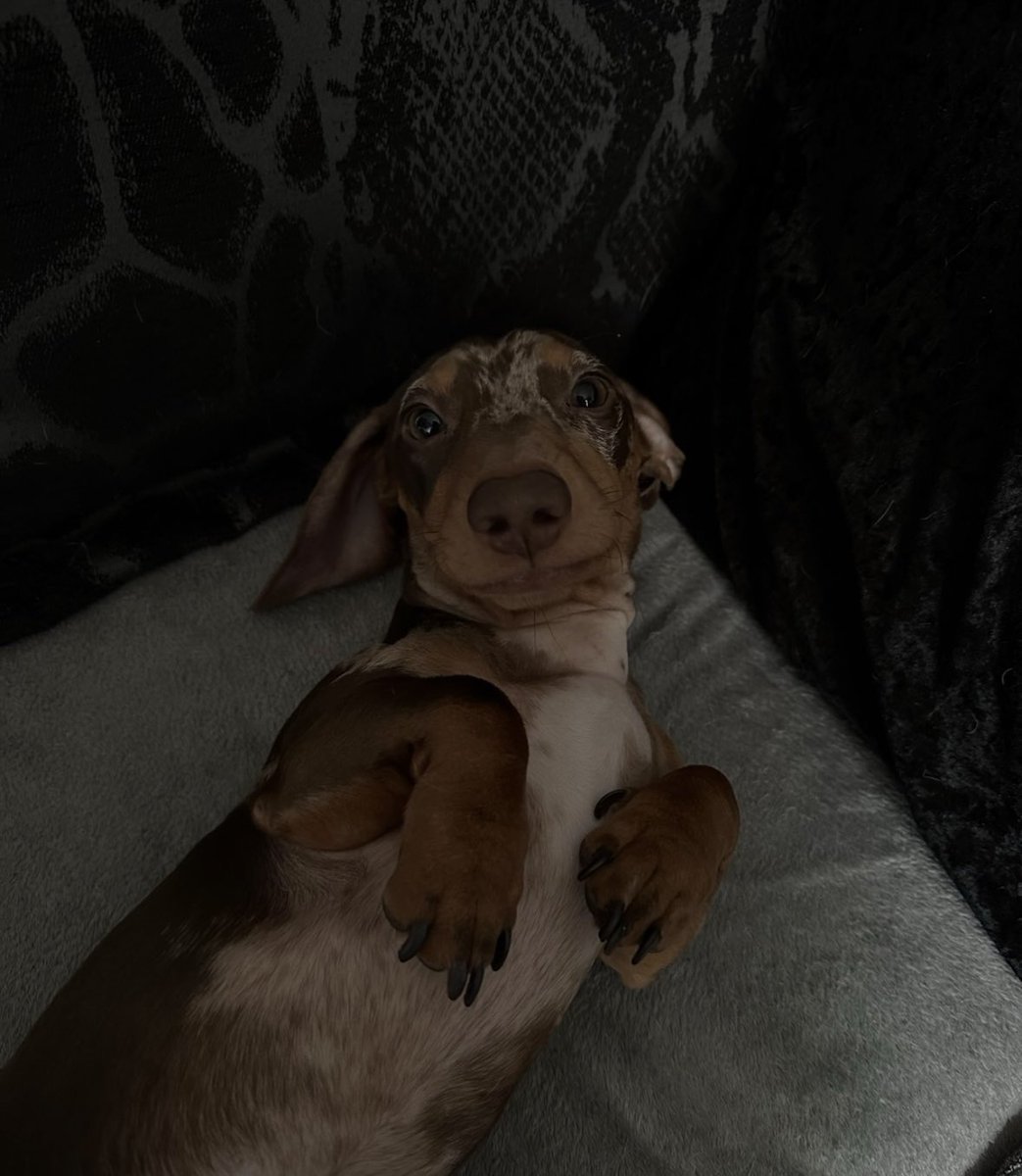 We’re looking for an experienced Miniature Dachshund owner for lovely Woody. 
He doesn’t like other pets and can be very wary of new people, so he’s looking for an owner who is on their own, someone looking for a companion. 
He will bark at strangers but once he gets to know you