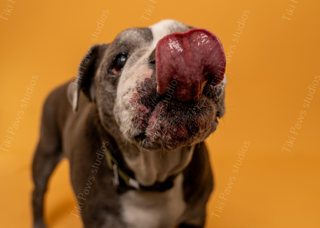tiki_paws's tweet photo. Boop alert: World's sloppiest snoot smooch incoming! 🐶😜 This derpy darling is all tongue and zero regrets, serving up epic lick vibes at Tiki Paws Studios—because who needs manners when you're this cute? Capture your pup's hilarious side in Shallotte, NC—come visit Tiki Paws today for all of your overnight boarding, daycare, grooming, and of course, a glamorous photo shoot at Tiki Paw's Studios 📸😂

#FunnyDogs #SnootBoops #PetPhotography #TikiPawsStudios #DogsofInstagram #SillyPups #TongueOutFun #PuppyAntics #ShallotteNC #NorthCarolinaPets #AdorableDerps #PetHumor #FurryFriends #StudioLaughs #DogLicks #PawfectFun #WhimsicalWoofs #AnimalGiggles #CuteOverload #TikTokPets