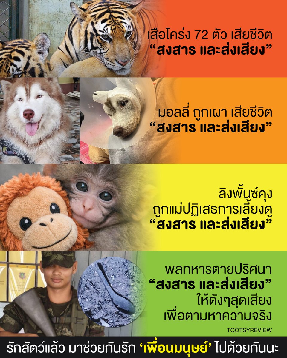 รักสัตว์แล้ว มาช่วยกันรัก ‘เพื่อนมนุษย์’ ไปด้วยกันนะ
#ปฏิรูปกองทัพ #ยกเลิกเกณฑ์ทหาร

เราอาจจะอินคนละเรื่องไม่เหมือนกัน

คุณอาจจะอินเรื่อง "สัตว์" ไม่ว่าจะ
- #เสือโคร่ง 72 ตัว ที่ตายเพราะอาหารเป็นพิษ,
- #มอลลี่ ที่ถูกเผาทั้งเป็น อย่างโหดเหี้ยม,
- #พั้นซ์คุง ลิงน้อยผู้น่าสงสาร