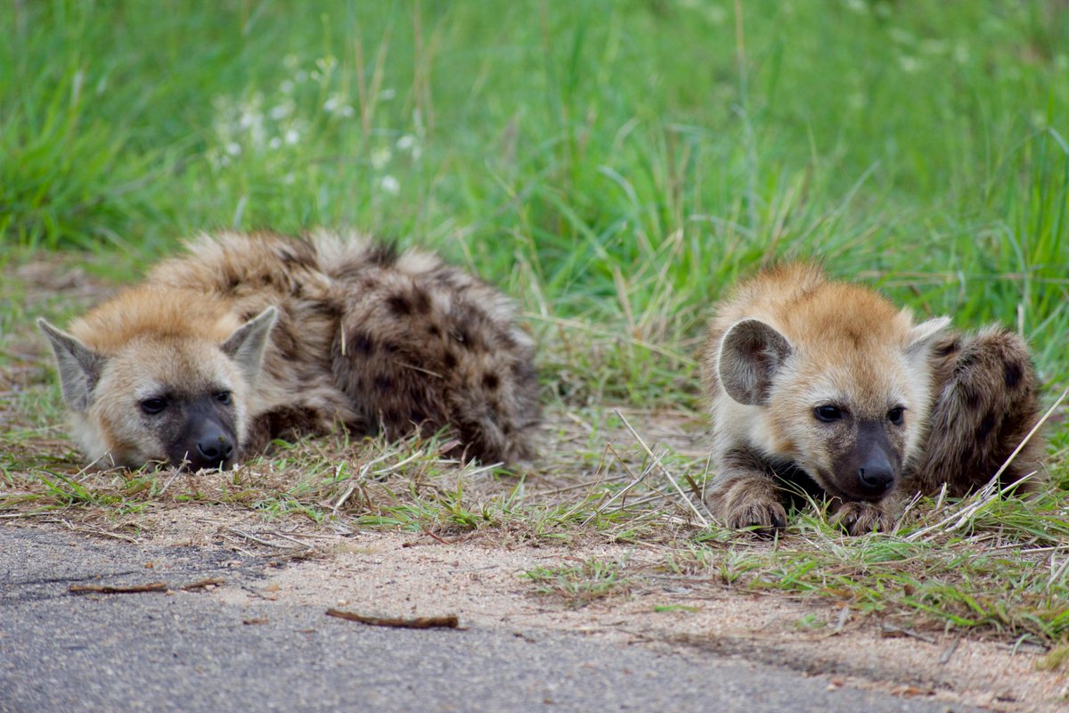 Animals_MDPI's tweet image. Beyond the laughs: hyenas do more than vocalize.

Subtle gestures like ear flicks, tail movements, paw signals, all play a key role in their communication and social bonding.

🔗 brnw.ch/21x0buS

#AnimalBehavior #Hyena