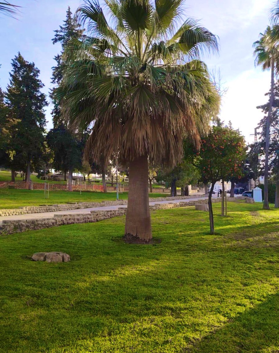 🌿 #ATiendeQ en las zonas verdes
Mantenimiento y poda de palmeras ubicadas en los Jardines del Mapa

¿Quieres contactar con nosotros?
📲 En la #APP de ATiendeQ
✅ En WhatsApp: 689 41 02 95