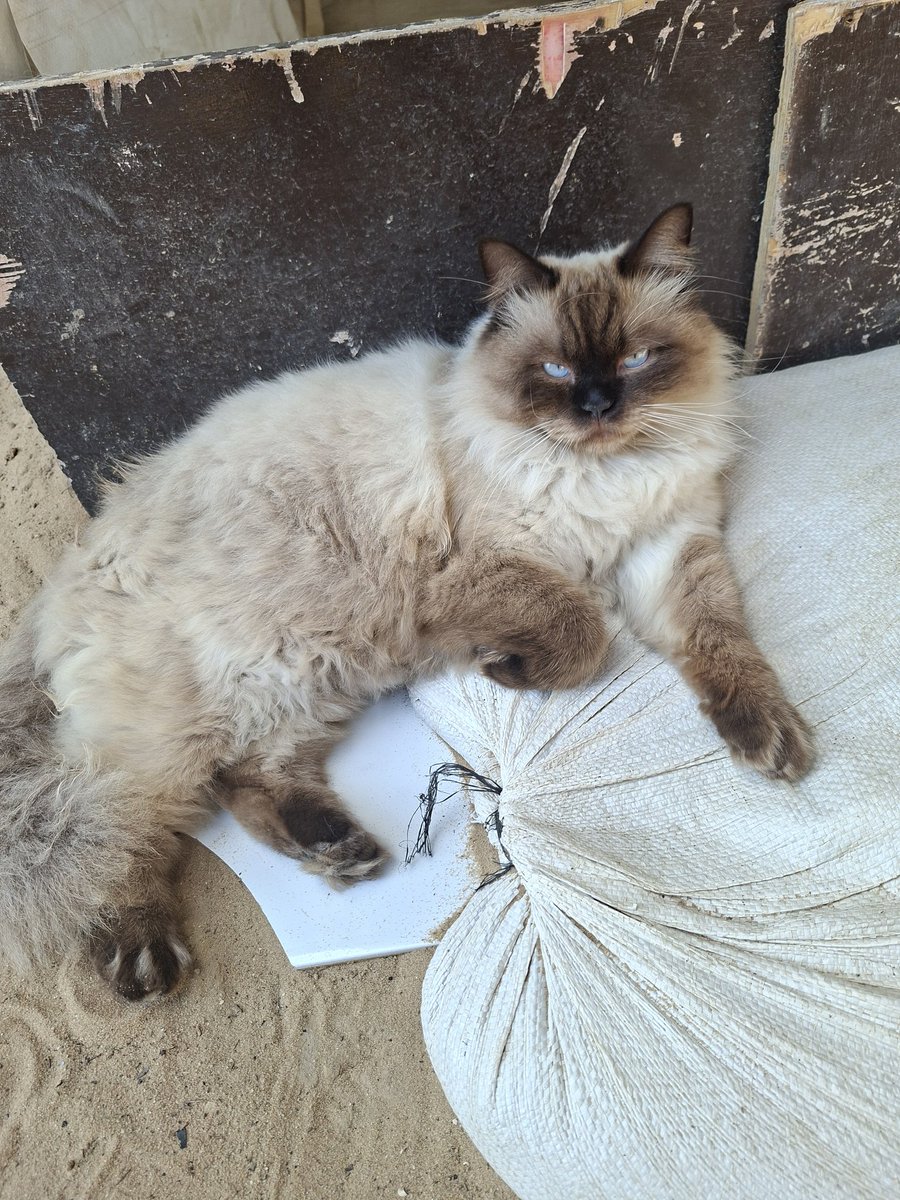 I feel so sorry for Misho. He hasn't eaten in days, and his health is deteriorating. I don't want him to lose his life. Please help Misho.
gofund.me/100fdc25