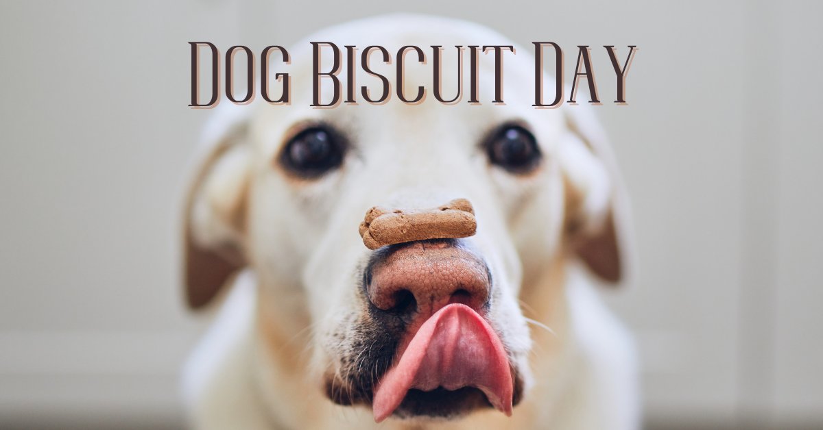 ShopMidnite's tweet photo. #NationalDogBiscuitDay, a fun #holiday about the #treats we give our furry best friends. You can make your own at home or buy from your #LocalStore. #Dogs love fun biscuit treats, but remember not to overdo it!

What's your dog's favorite treat?
https://t.co/PdEfvLhg8S https://t.co/pOeJaFTH4N