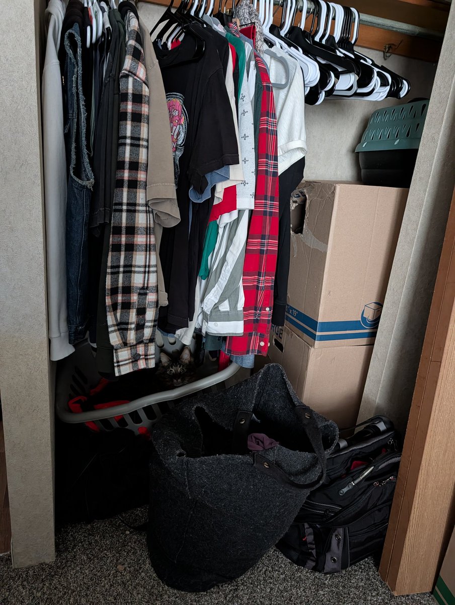 I can't find Chewie he's hiding from me