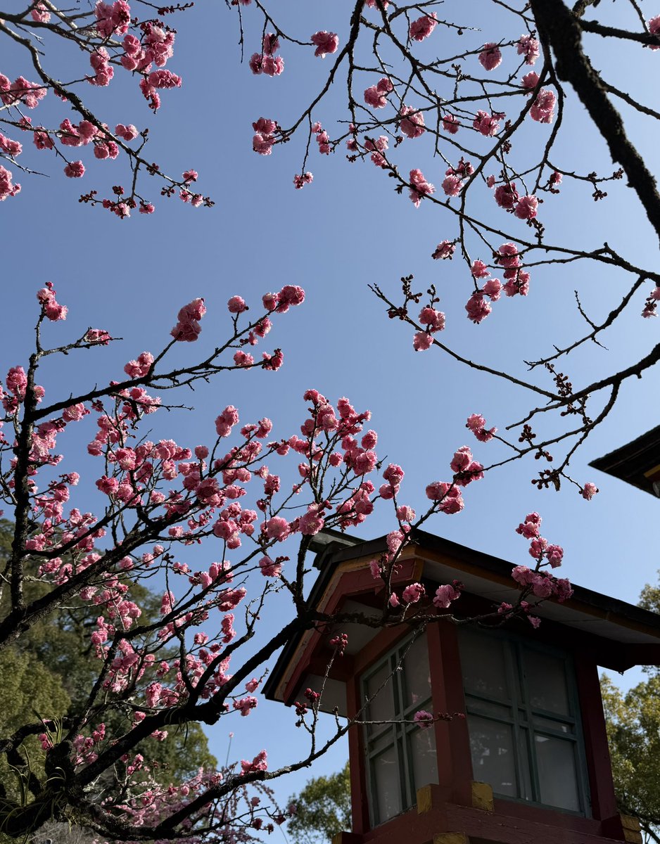そして、まだ開き始めでしたが
太宰府天満宮の
梅はとても綺麗でした。