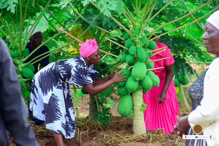 Fambidzanai Permaculture Centre ZWE tweet media