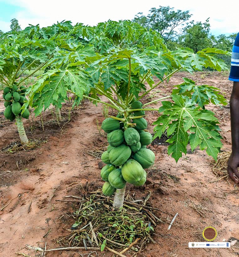 Fambidzanai Permaculture Centre ZWE tweet media