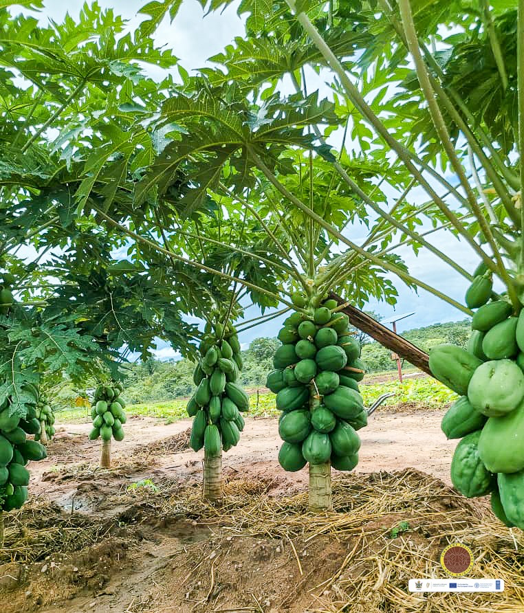 Fambidzanai Permaculture Centre ZWE tweet media