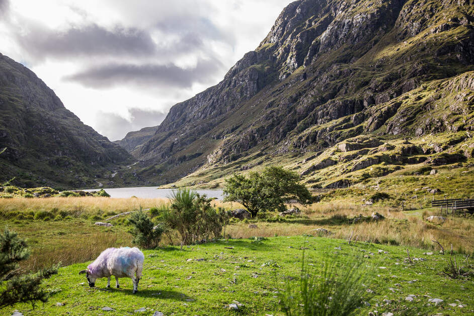 DestinationKillarney tweet media