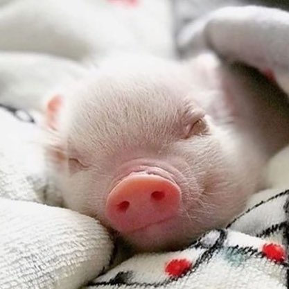 Oinko 🐽🍞 Your Pet Pig VTuber tweet media