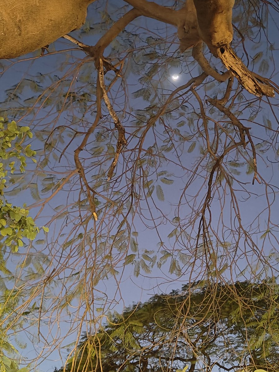 SoloWandergram's tweet photo. धीरे से झांकता है चाँद, मानो पूछ रहा है... अभी सोए नहीं? ❤️
#moonclicks https://t.co/PDZupnkPdC