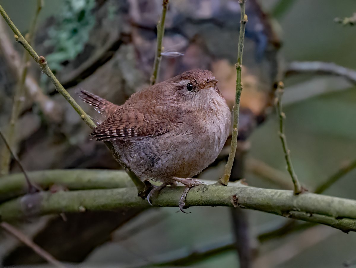 david alan bird tweet media