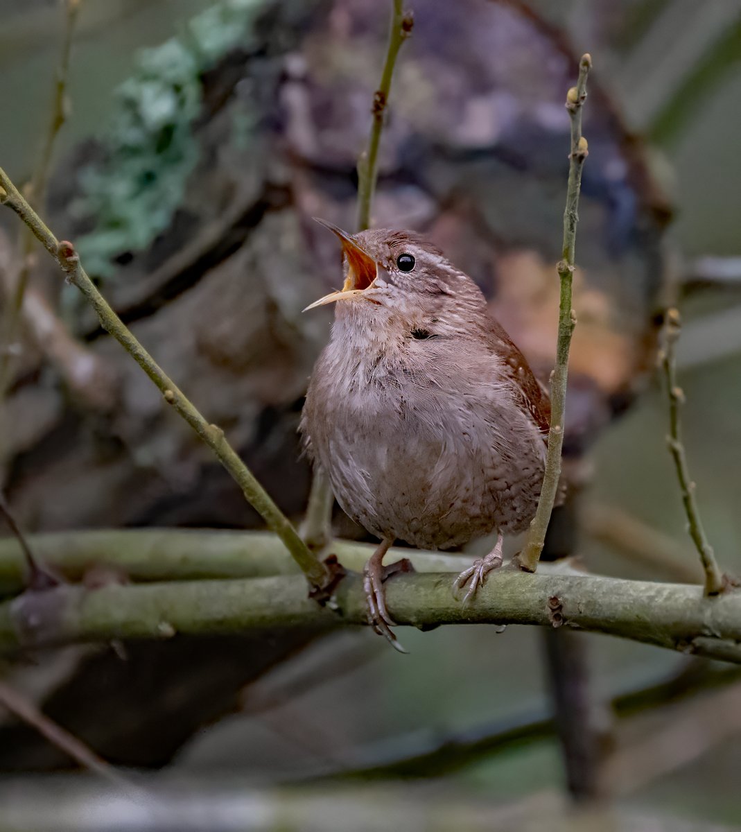 david alan bird tweet media