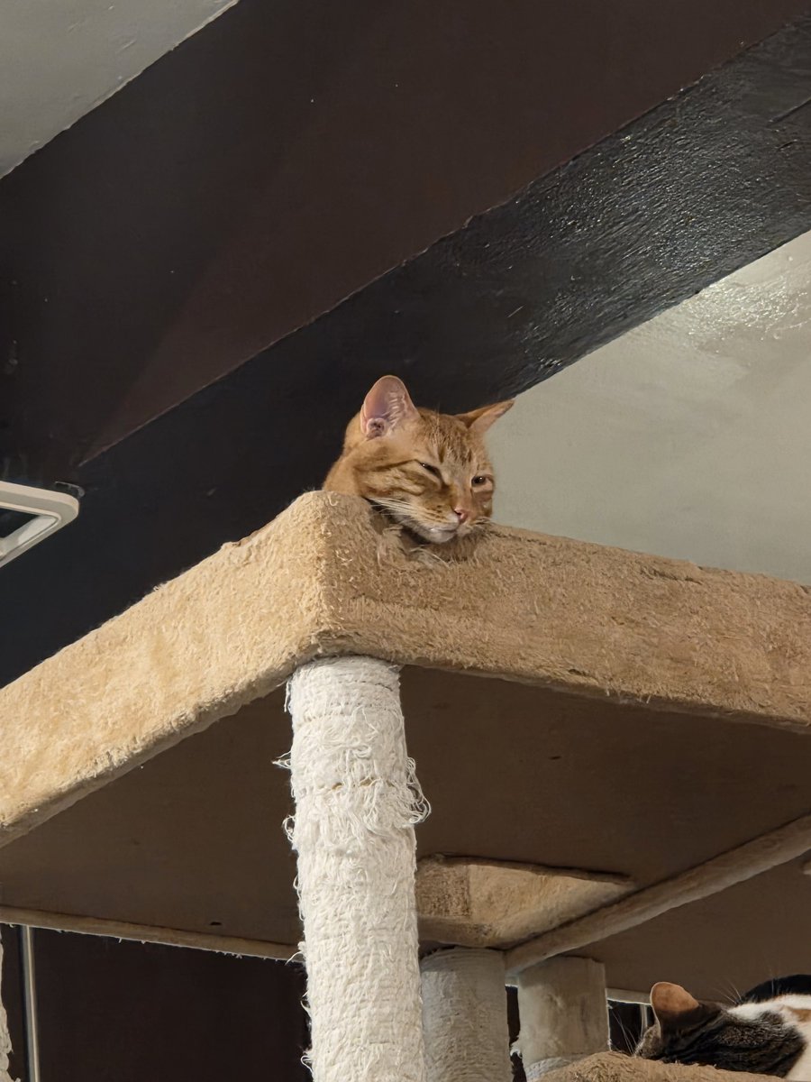 画家•なかがわ寛奈 (@NakagawaKanna) / Posts / X