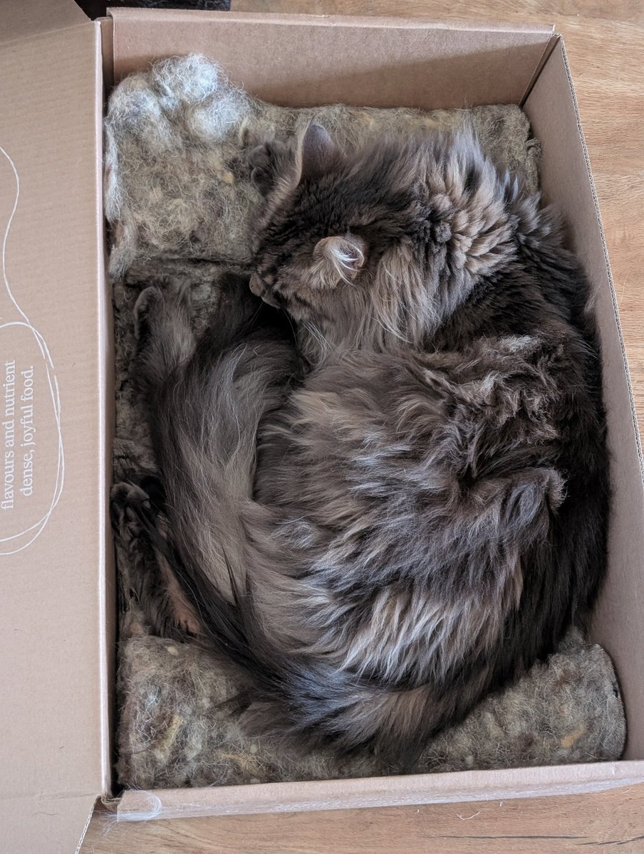 They have a box each, and are sleeping angelically.

Also, one of them has vomited on my slippers.