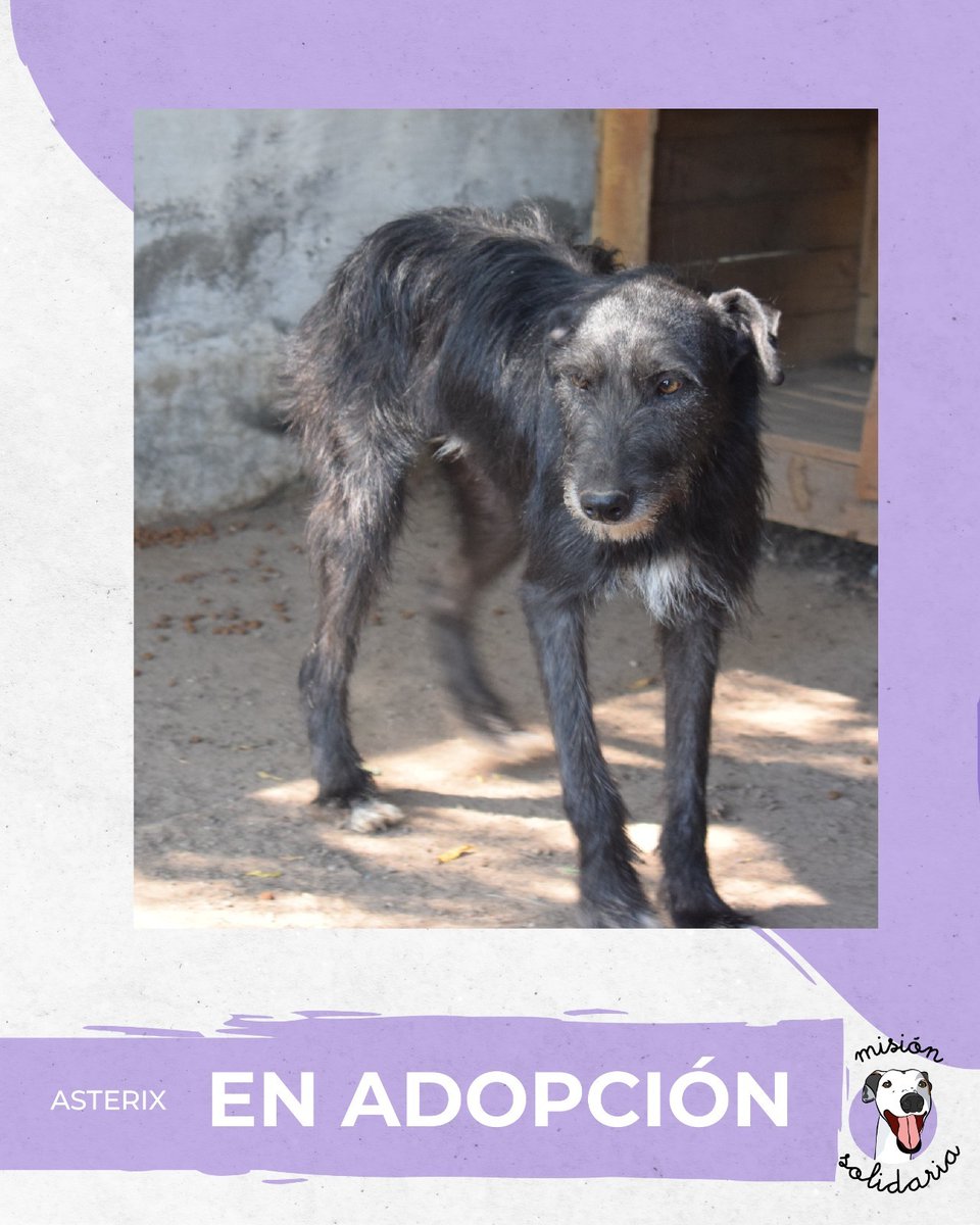 Asterix tiene 2 años. Está vacunado, castrado y desparasitado, y es mediano.
 Este barbudito  está listo para conquistar tu casa con puras aventuras y mucho amoe
Zonas CABA y GBA
Querés adoptarlo? Escribime! 
misionsolidariatwitter@gmail.com 
Asunto: Mi barbincho Asterix