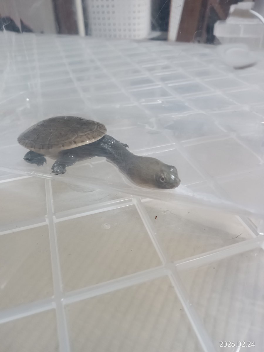 martial_snake's tweet photo. とりあえず一晩は無事迎えたので…

昨日の大阪レプタイルズフィーバーでオーナーズフィッシュ＆レプタイルズさんからジーベンロックナガクビガメお迎えしました(^^)

カメは初めてで不安やけど地道にやってきます。
オーナーズさん、ありがとうございますm(_ _)
#ミズガメ#ジーベンロックナガクビガメ https://t.co/SVQ289lZbh