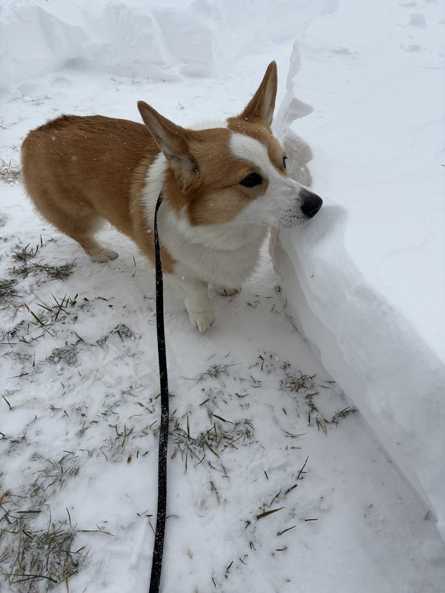 Isadore the Corgi tweet media