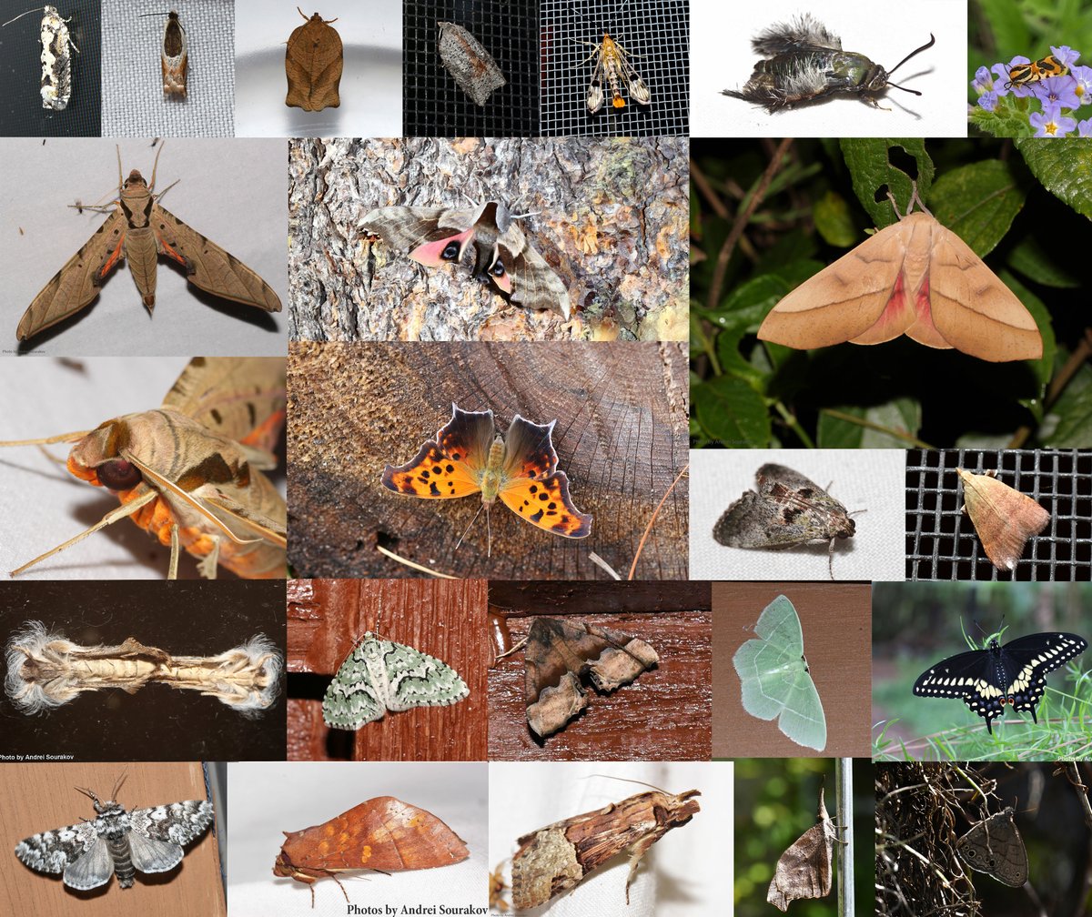 Andrei Sourakov tweet media