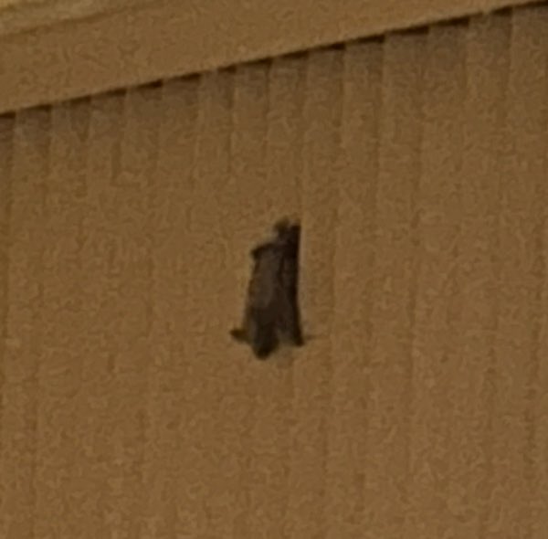 Had another Bat Houdini itself into my room again last night. With the amount of critters I’ve dealt with the past 4-5 years, I think I might be a magnet.