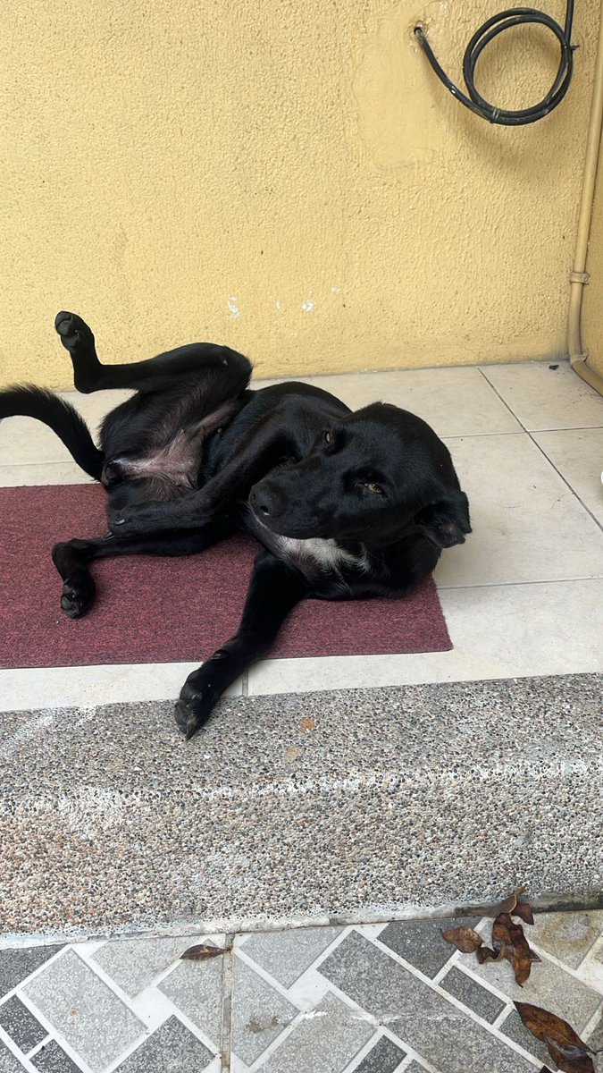 AlertaMePerdi's tweet image. #ENCONTRADA  #SANTA ELENA
Fecha: 2026-02-22
Sector: Norte, cerecita
Sexo: Hembra
Raza: meztizo
Observación: perrita negrita
Contacto: 0991073294
¡Ayúdalo a volver con su familia!
 #AlertaMePerdí