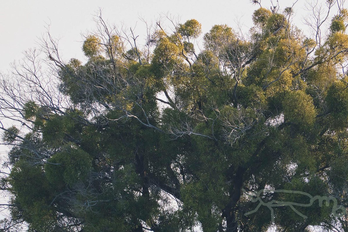 ヤドリギがたくさんある公園に行ってきました。 手の届くところに