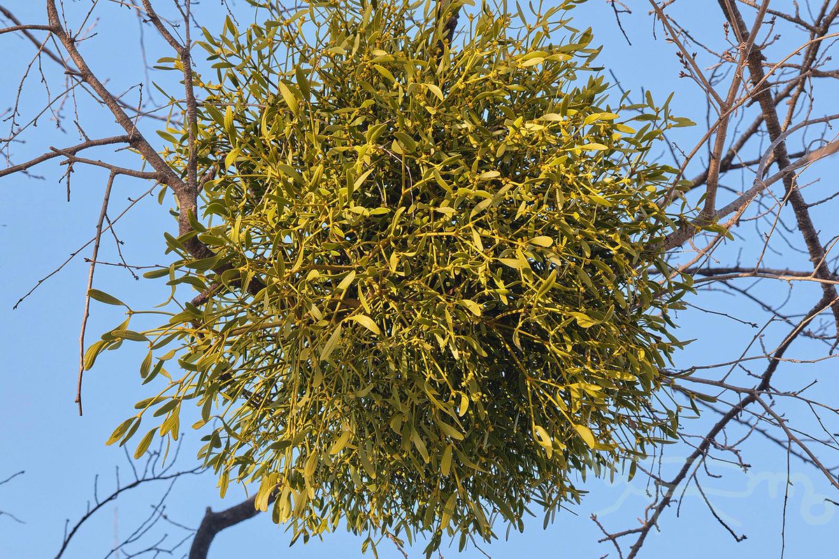ヤドリギがたくさんある公園に行ってきました。 手の届くところに