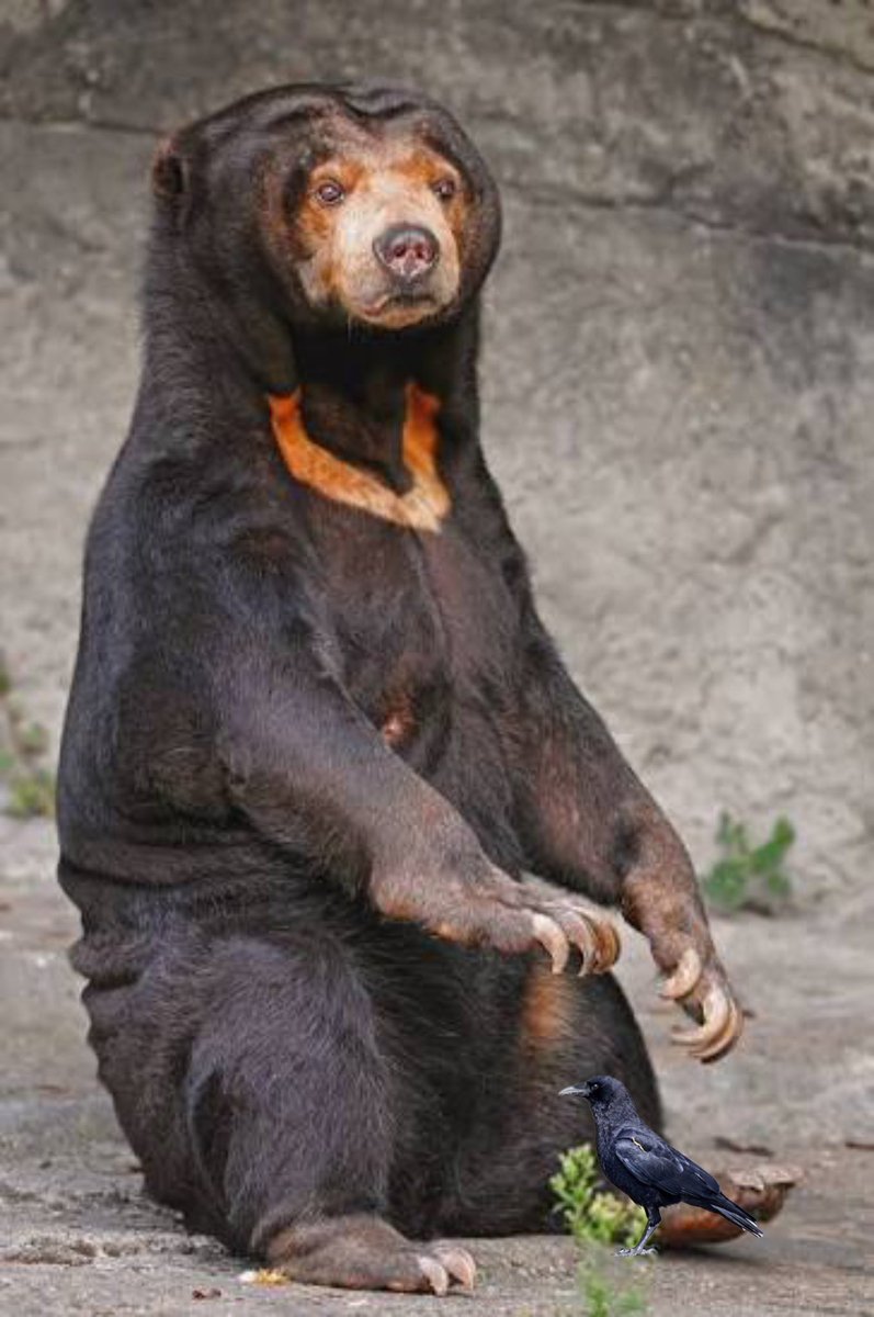 sunbbears tweet picture