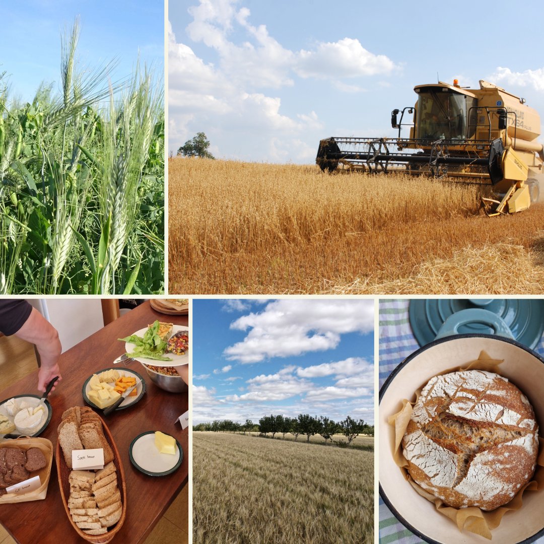 agricology's tweet photo. It's #RealBreadWeek 🍞🥖 

🌱We believe the secret to delicious, nutrient-dense baking starts in the soil - a sustainable approach to grain production is the key to supporting healthier people &amp; planet. 

Find out more &amp; get involved: https://t.co/8mWPL7G2n0 

@RealBread https://t.co/JPB3imCDtB