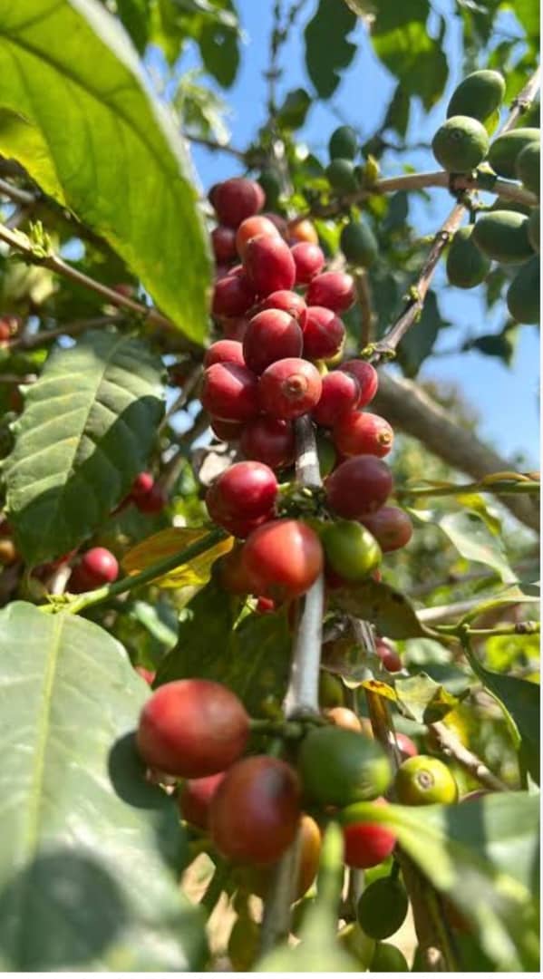 Peter Obi tweet media