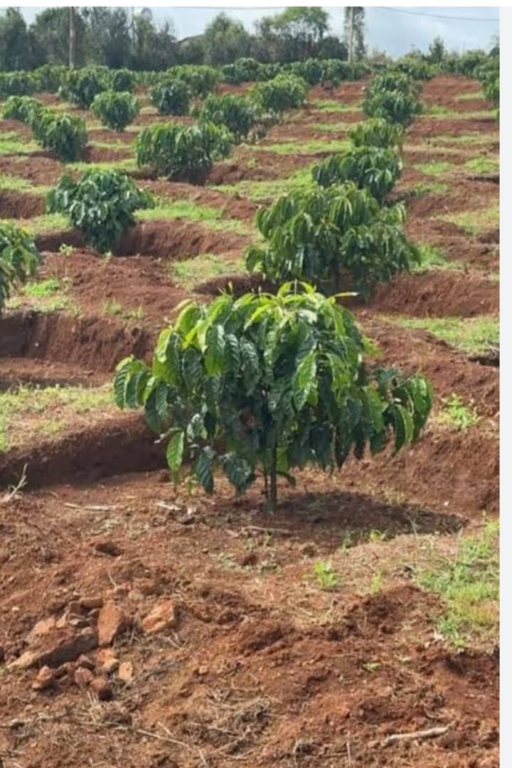 Peter Obi tweet media