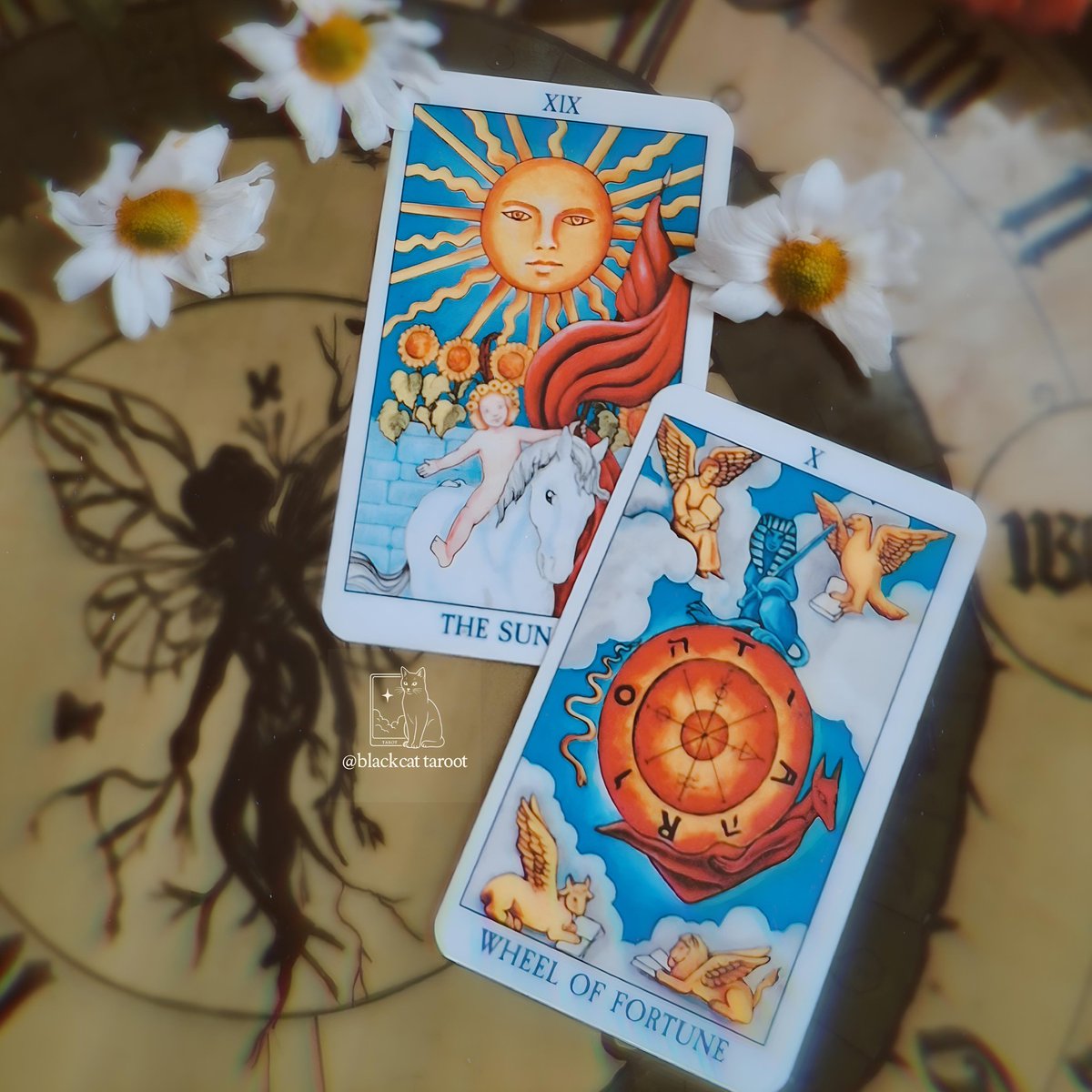 محفل گربه سیاه و پَریان🔮 tweet media