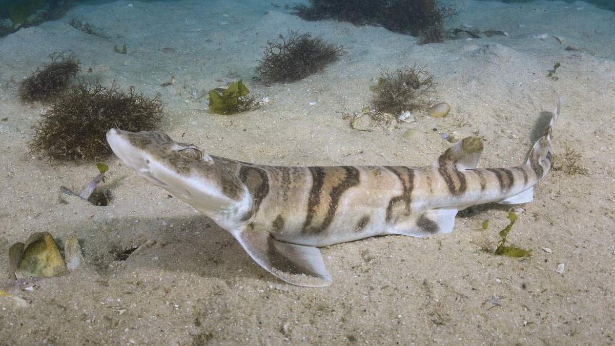 Big Fish Expeditions tweet media