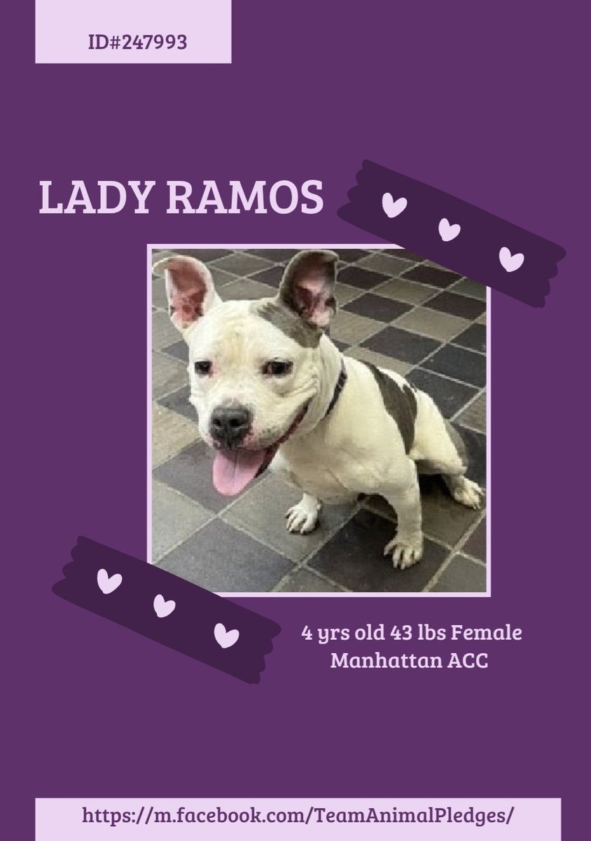 CharBolen's tweet image. LADY RAMOS 🩷 #247993  4yr Girl 🩷#Nycacc
Beautiful little young lady new at shelter and 
in great need of a loving forever home..
Abandoned like so very many in NY 💔 
She's a sweet girl that loves snuggles and just 
being loved! She's ready to go home!
#Adopt #Foster#Pledge 🏡