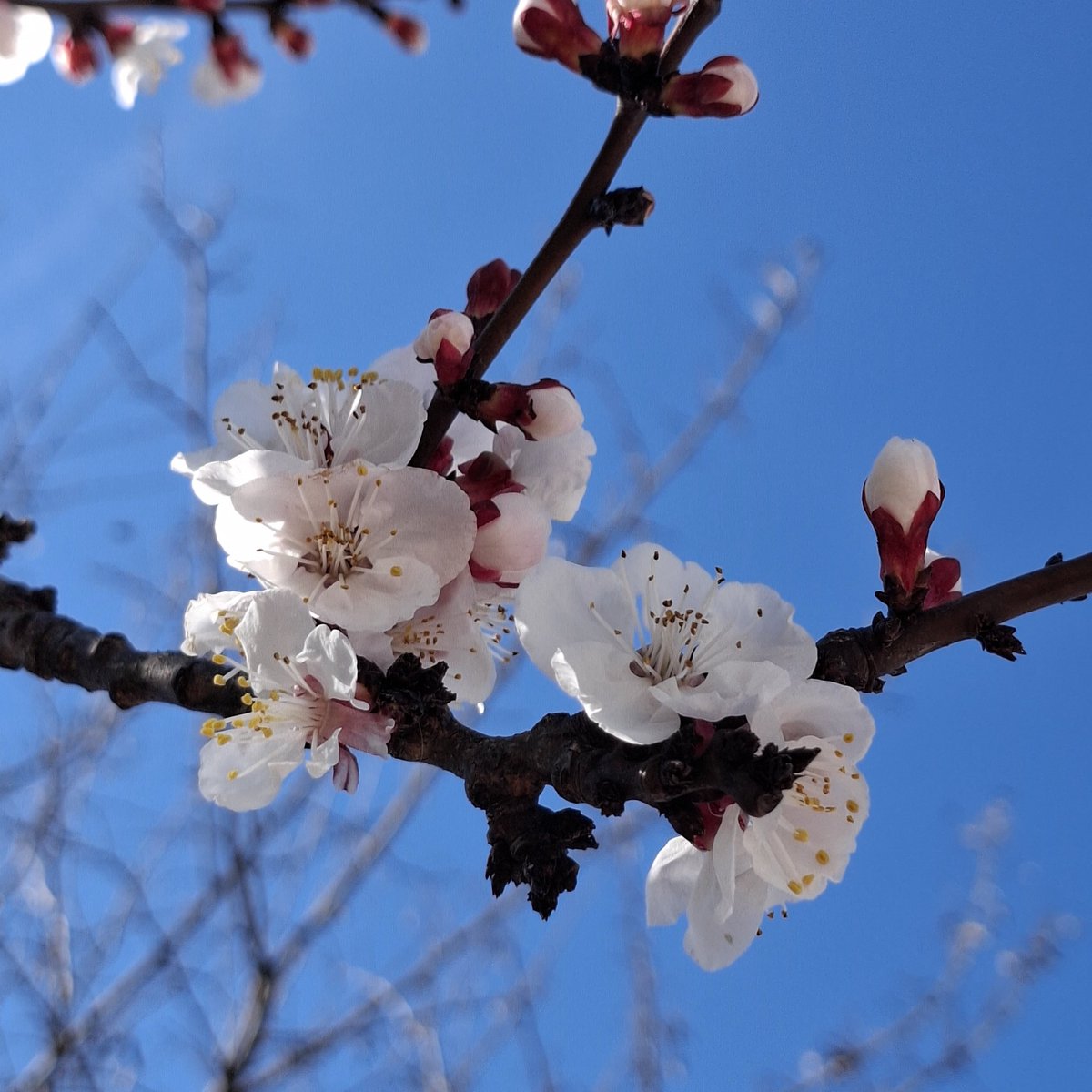 Κλαίρη tweet media