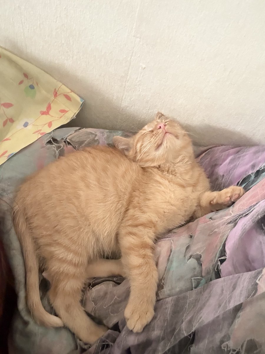 mis cuellosrotos favoritos 🧡