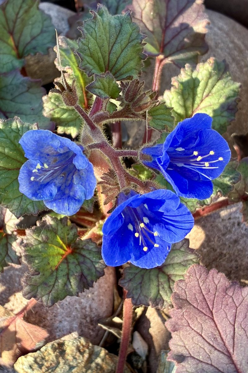 Jerry LeMay tweet media