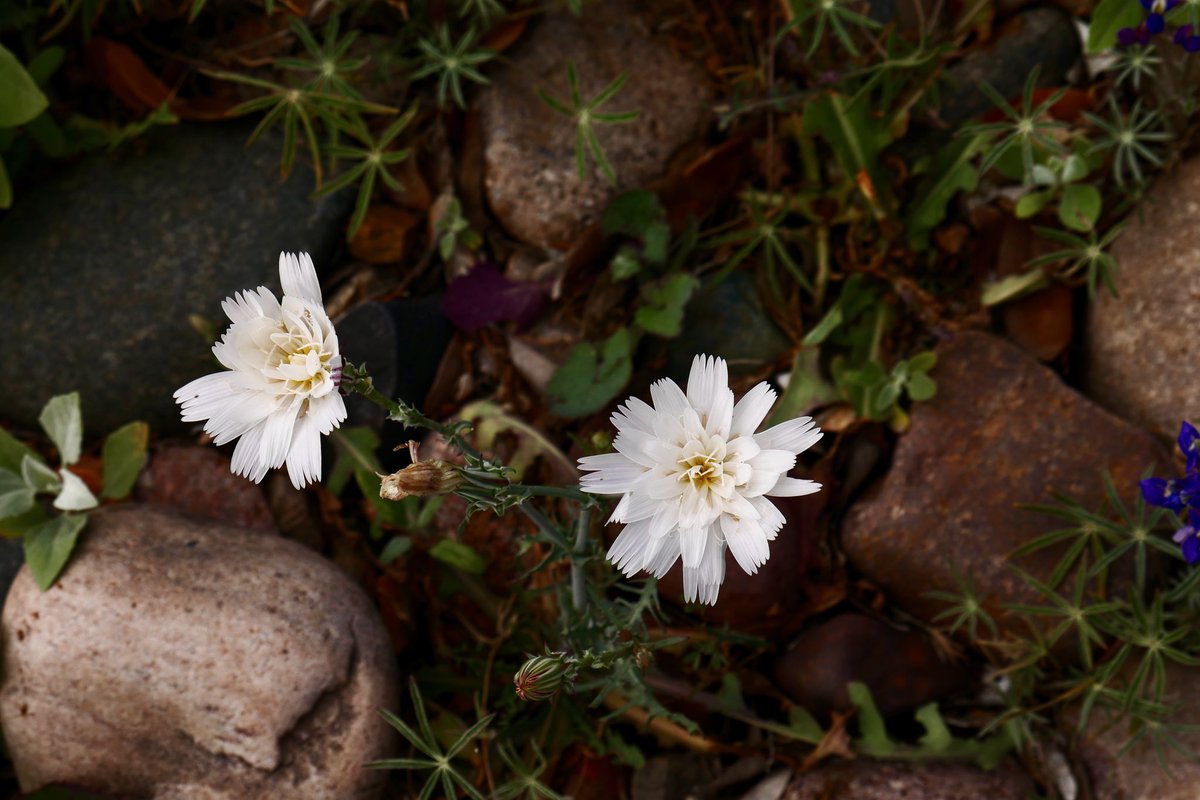 Jerry LeMay tweet media