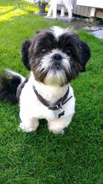 A story based on true Supernatural events. A story of one man and one dog's redemption and their road to love, recovering, healing, and forgiveness that takes them on a divine journey u will never forget!. A story you will never forget! On Amazon