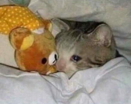 ‍ ‍࿙ ☆` * ‍‍ ‍‍ ‍ ‍ ‍‍ ‍‍ 𝑴♡N͜͡𝔸. 𖥔 ݁ ˖ tweet media