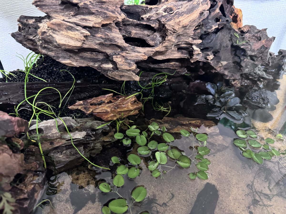 terasu_33's tweet photo. 水草の種が全くだめっぽいので、コブラグラスを植栽。
しばらくミスト管理続けますが、5cmくらいは既に注水してます。

カビが生えてきてるので、風呂場用の防カビ剤、パワーバイオを設置予定。 https://t.co/mGeHbR8Pdk